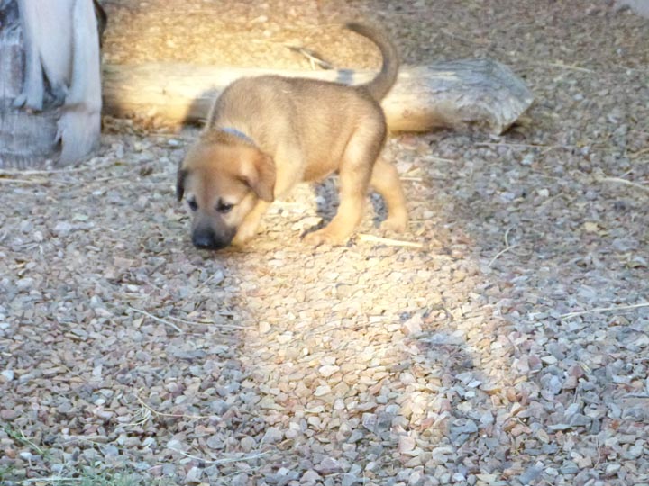 chinook dog